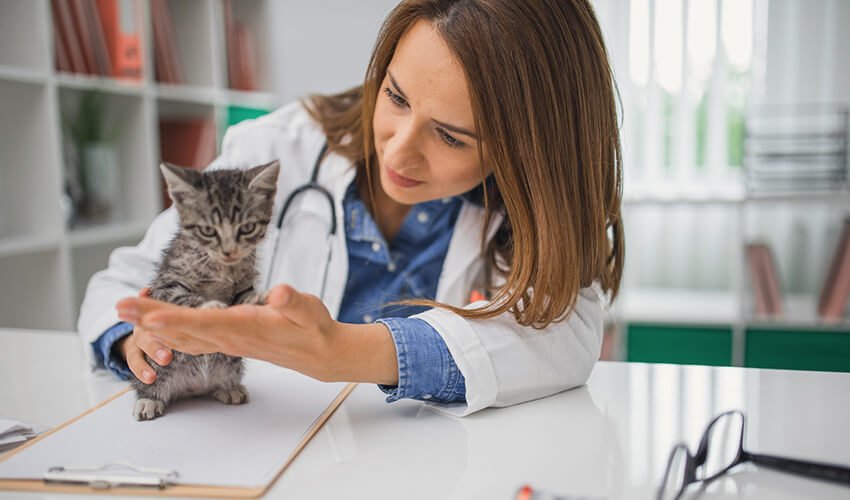 Pet Insurance - Everything You Need To Know 