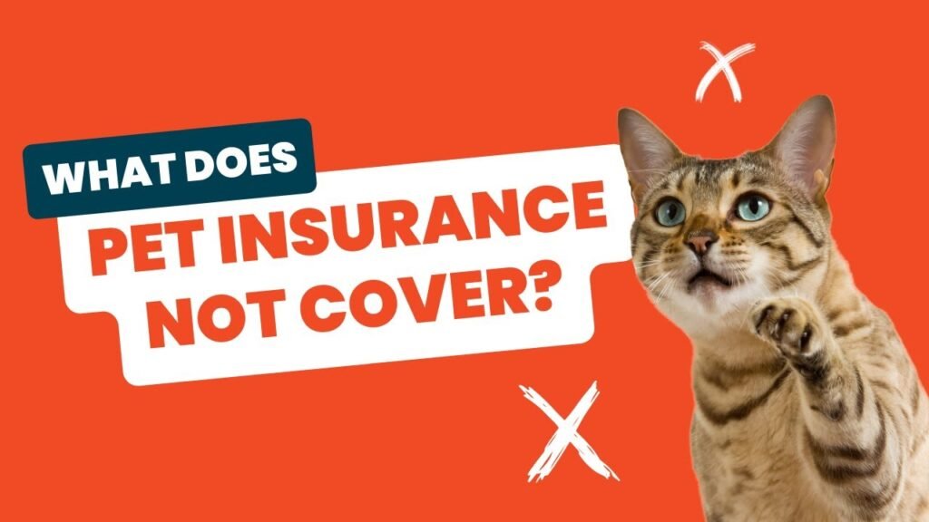 What Is Not Covered by Pet Insurance?
